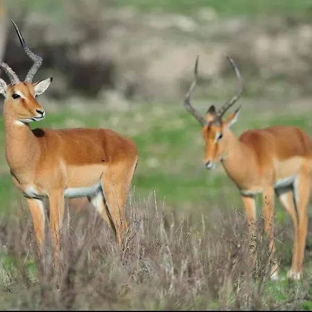 Apartamento Tiny House La Nouvelle *